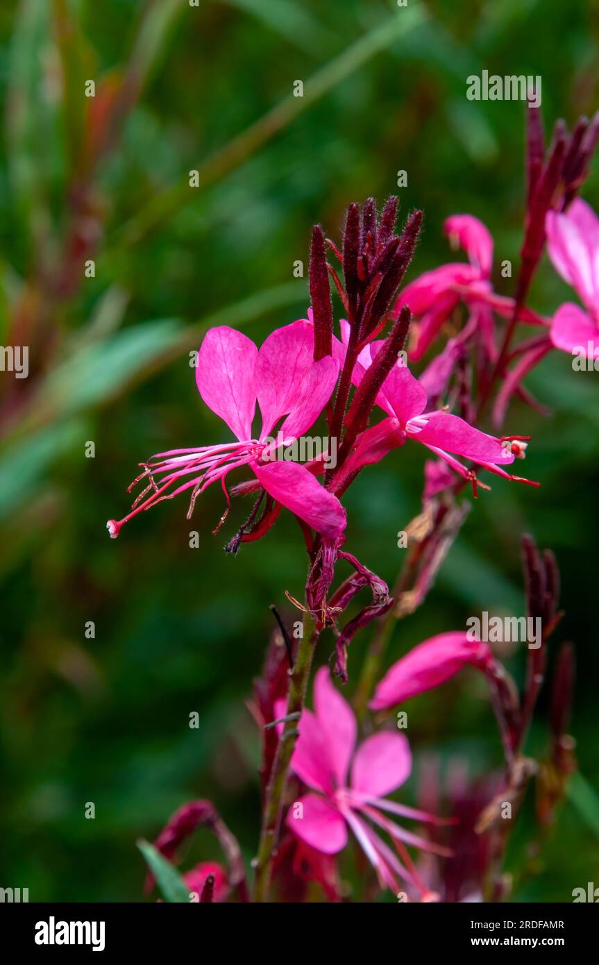 Sydney Australia, fiori rosa di gaura lindheimeri originari del Nord america Foto Stock