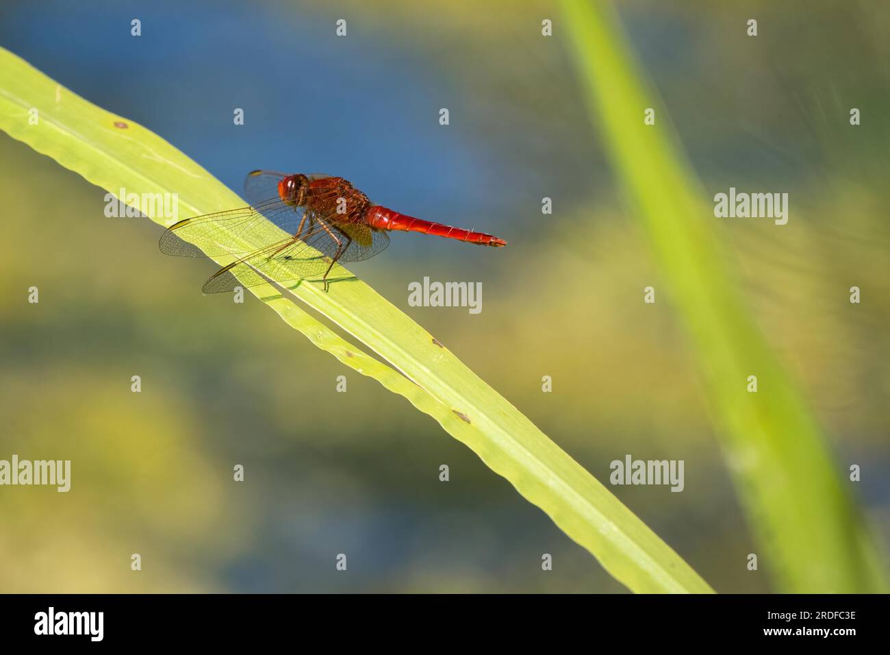 Dragonfly Scarlet (Crocothemis erythraea) su gambo di canna, Assia, Germania Foto Stock