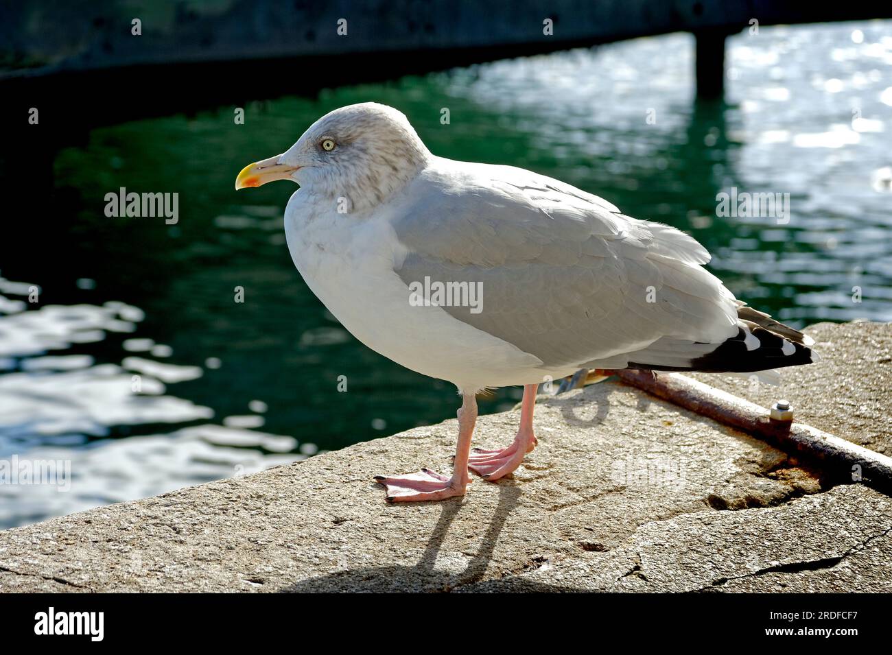Gabbiano reale Foto Stock