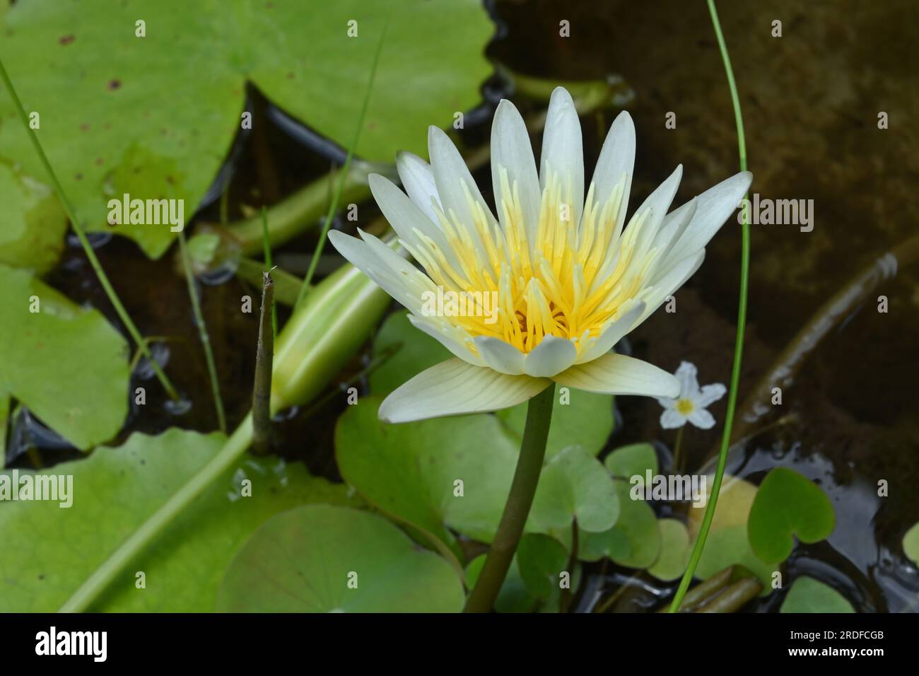 Vista ad alto angolo di un fiore di ninfee profumato (Nymphaea Odorata) fiorito in un piccolo laghetto nel giardino di casa Foto Stock