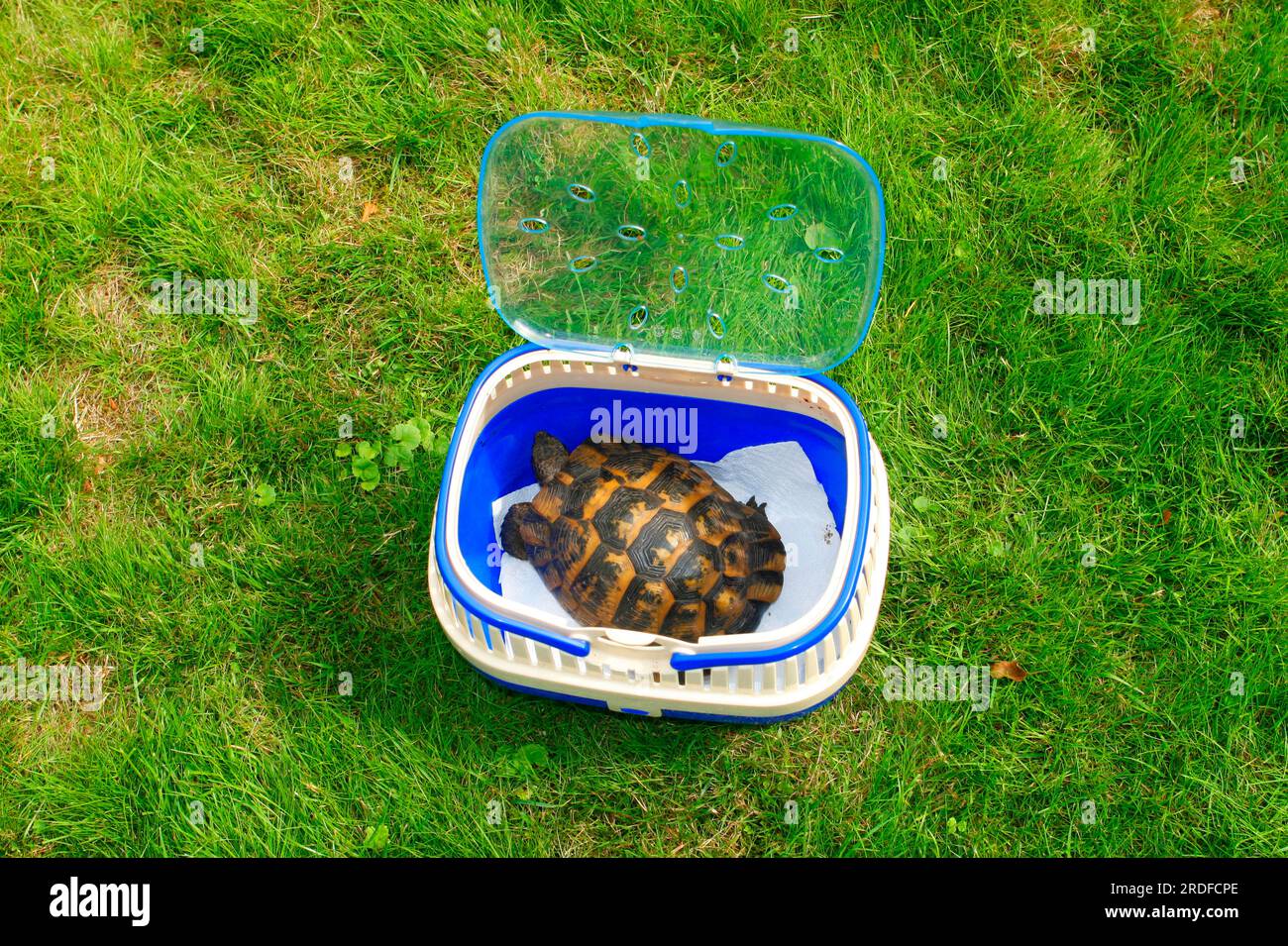 Tartaruga marginata (Testudo marginata) in scatola da trasporto, tartaruga a spigoli larghi Foto Stock