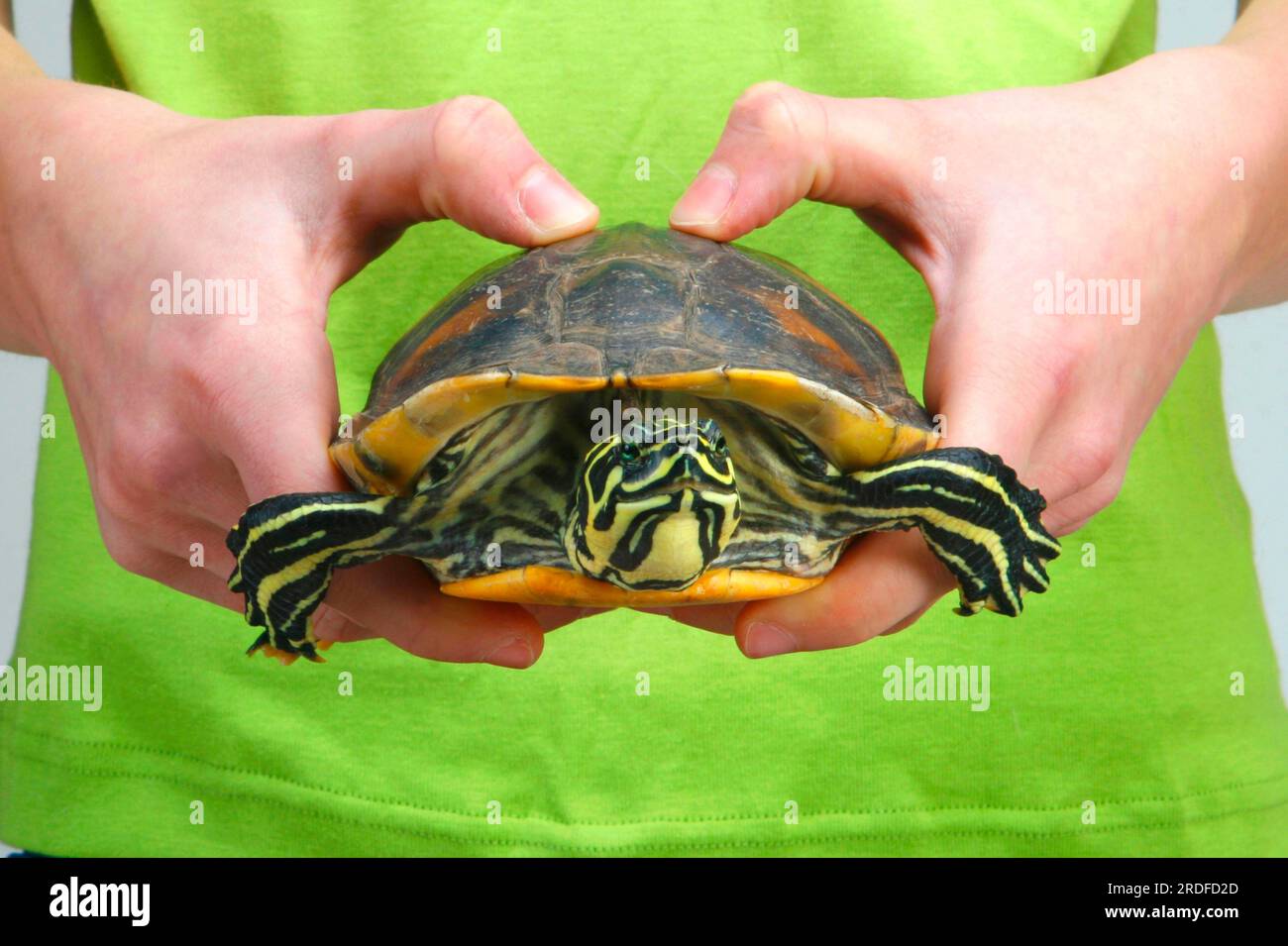 Florida Redbelly Turtle in mani umane (Chrysemys nelsoni) (Pseudemys rubriventris nelsoni), Red-Bellied Turtle Foto Stock