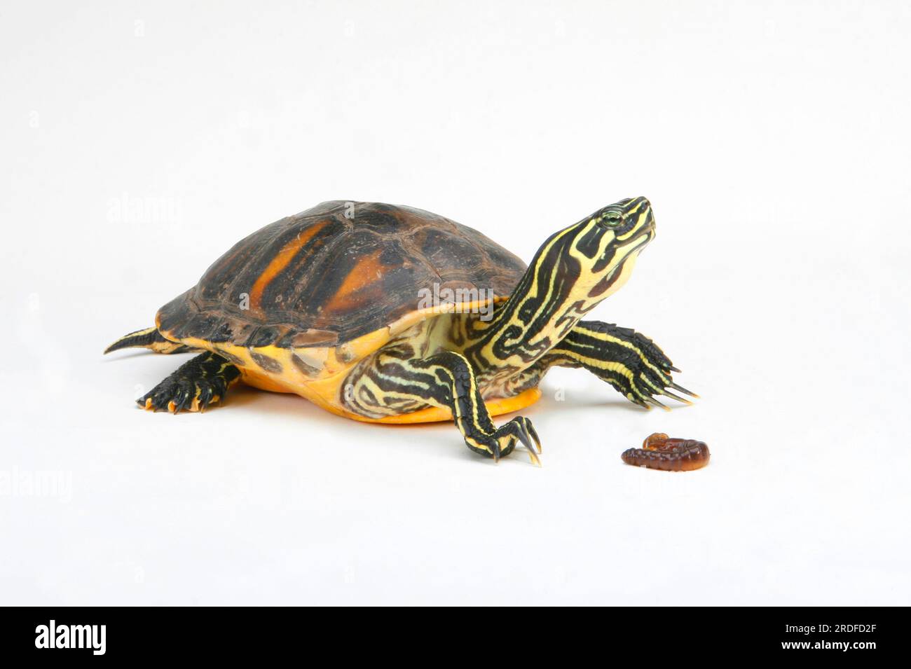 Tartaruga rossa della Florida con cibo (Chrysemys nelsoni) (Pseudemys rubriventris nelsoni), tartaruga con abbellimento rosso Foto Stock