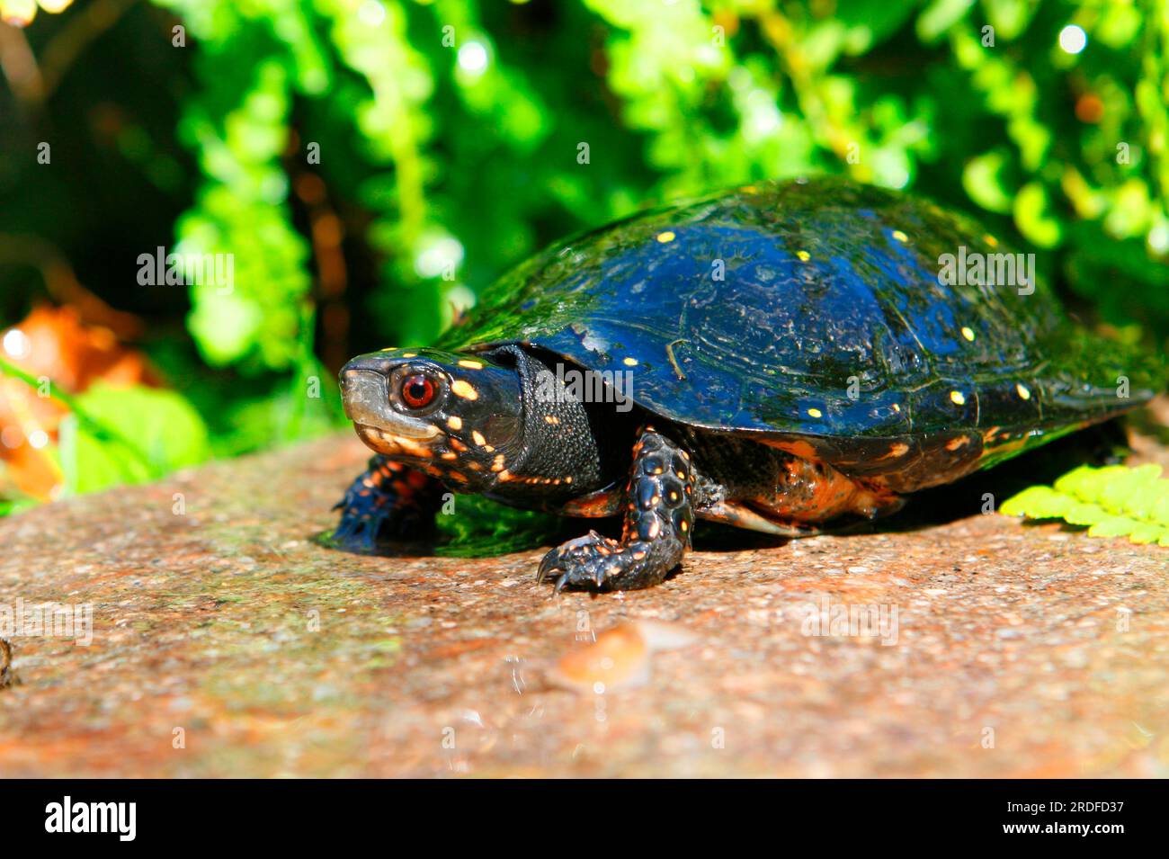 Green Turtle, Pond Turtle Foto Stock