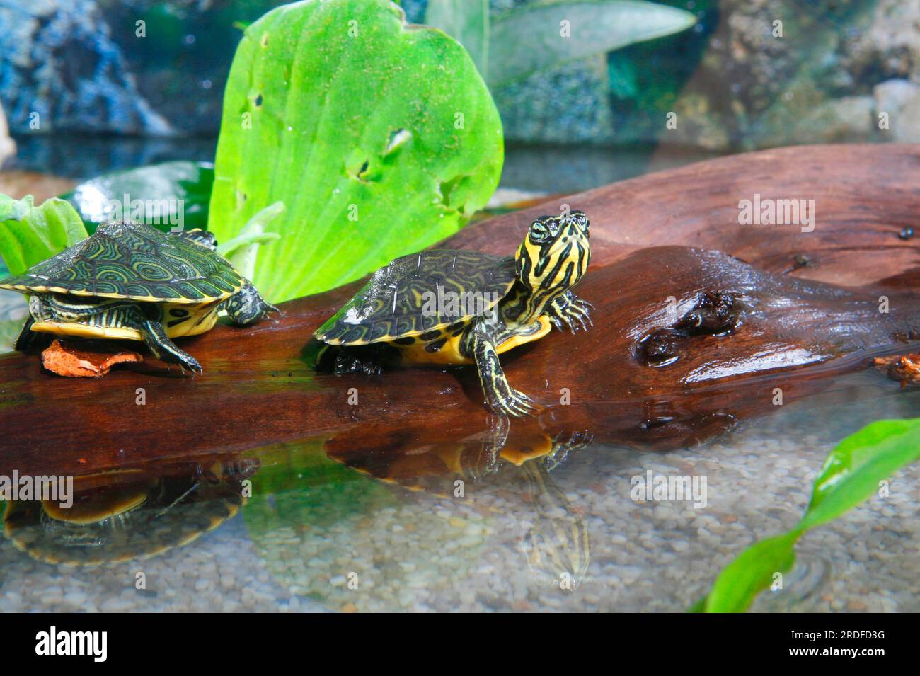 Cursori con bordino giallo (Trachemys scripta scripta) in terrario/ Foto Stock