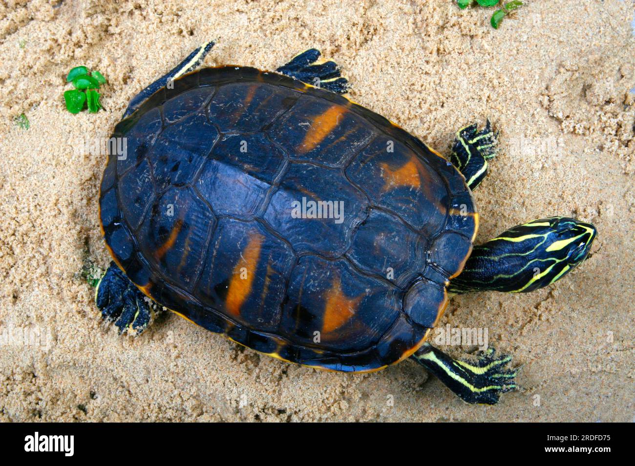 Tartaruga Florida con becco rosso (Chrysemys nelsoni) (Pseudemys rubriventris nelsoni), tartaruga Florida con becco rosso, tartaruga con becco rosso Foto Stock