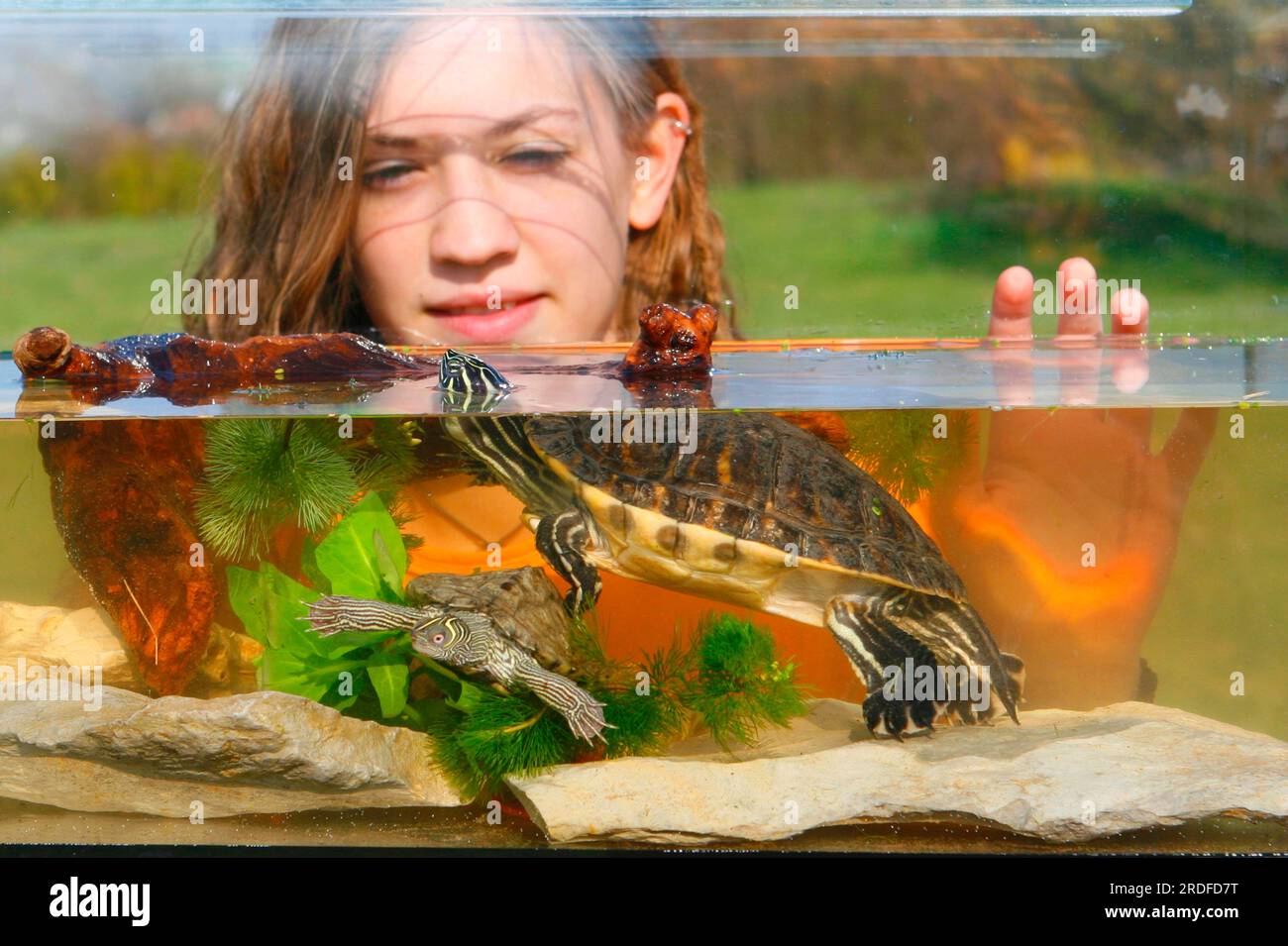Ragazza che guarda tartarughe ornamentali dalla guanciata gialla nell'acquario, tartaruga ornamentale dalla guanciata gialla (Trachemys scripta scripta) Foto Stock
