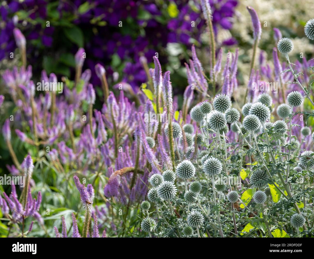 In primo piano, il globo thistle ruthenian, Echinops bannaticus Star Frost, fotografato a Wisley, Surrey, Regno Unito. Foto Stock