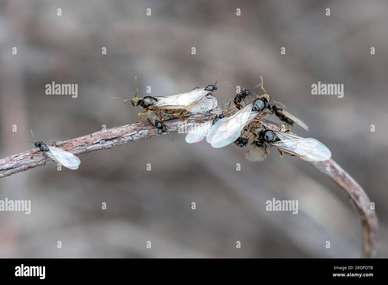 Stagione delle formiche volanti immagini e fotografie stock ad alta  risoluzione - Alamy