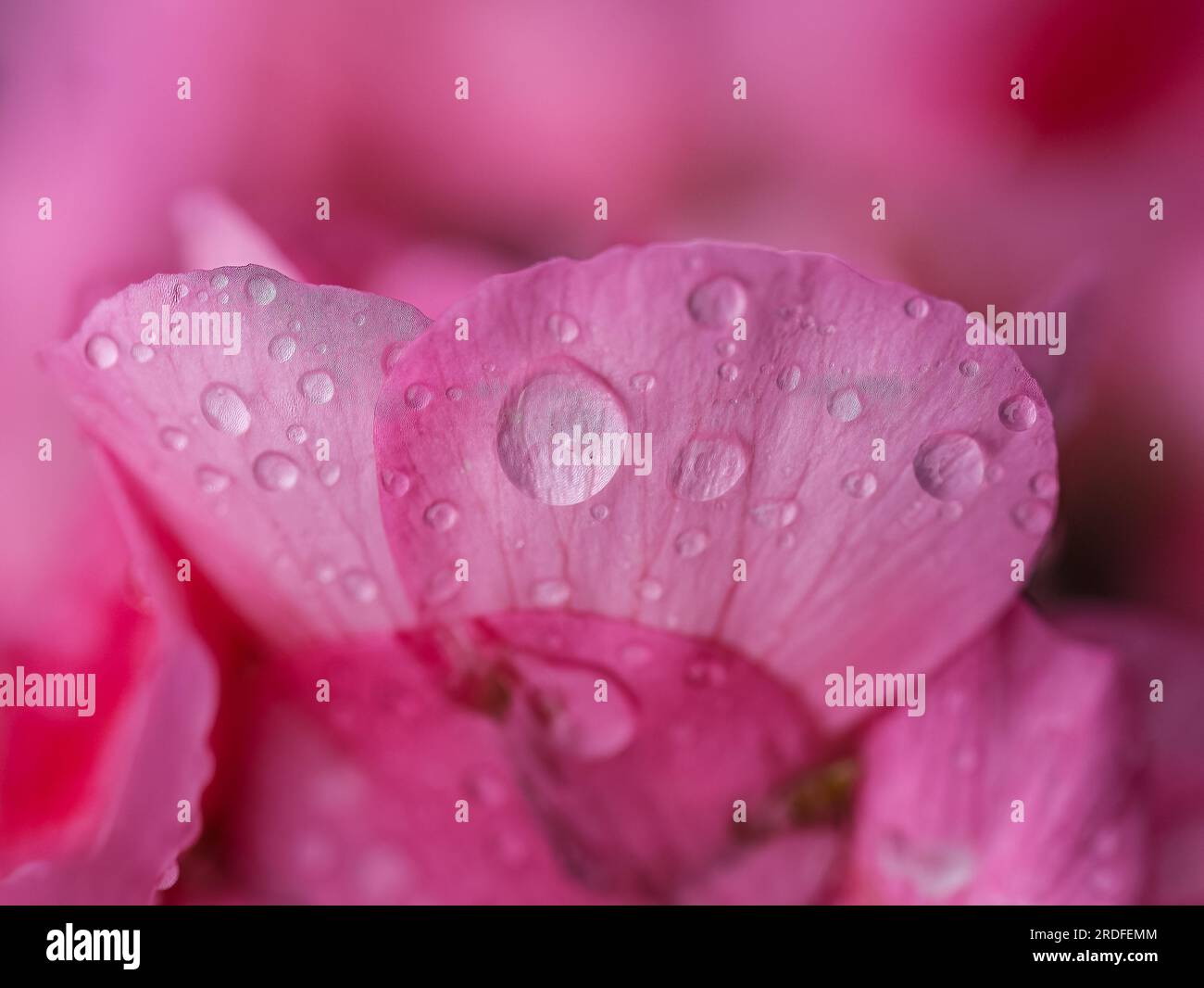 FOTOGRAFIA DI GOCCE D'ACQUA SU FIORI ROSA A ORDUÑA (BIZKAIA), SCATTATA CON UNA TECNICA DI APPROSSIMAZIONE E ILLUMINAZIONE NATURALE NEL GIUGNO 2023 Foto Stock