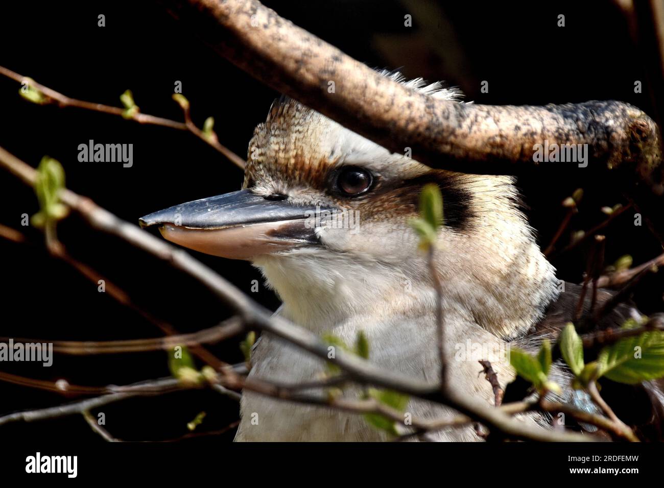 Kookaburra Foto Stock