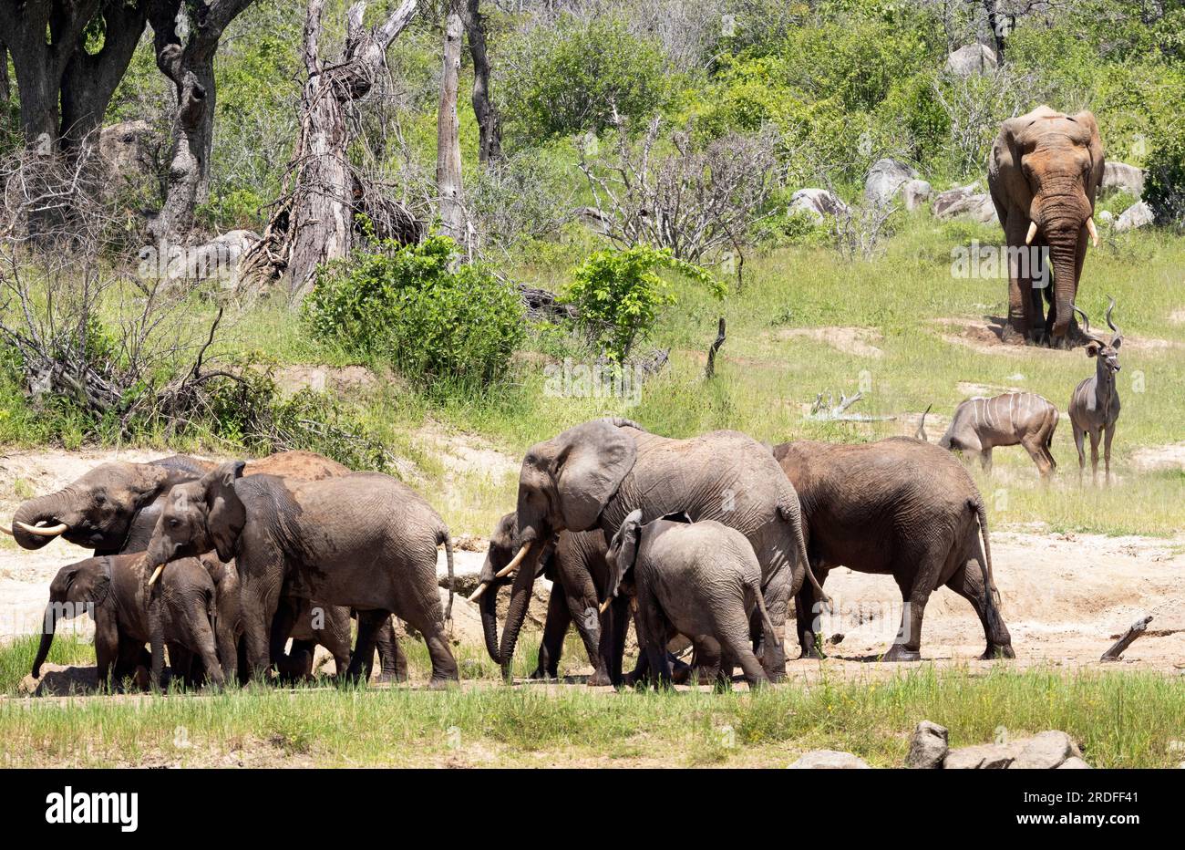 Un paio di grandi tori Kudu si uniscono a due unità familiari sulla riva del fiume. Mentre le mandrie di razza bevono il Kudu e l'elefante di toro mangiano sali minerali. Foto Stock