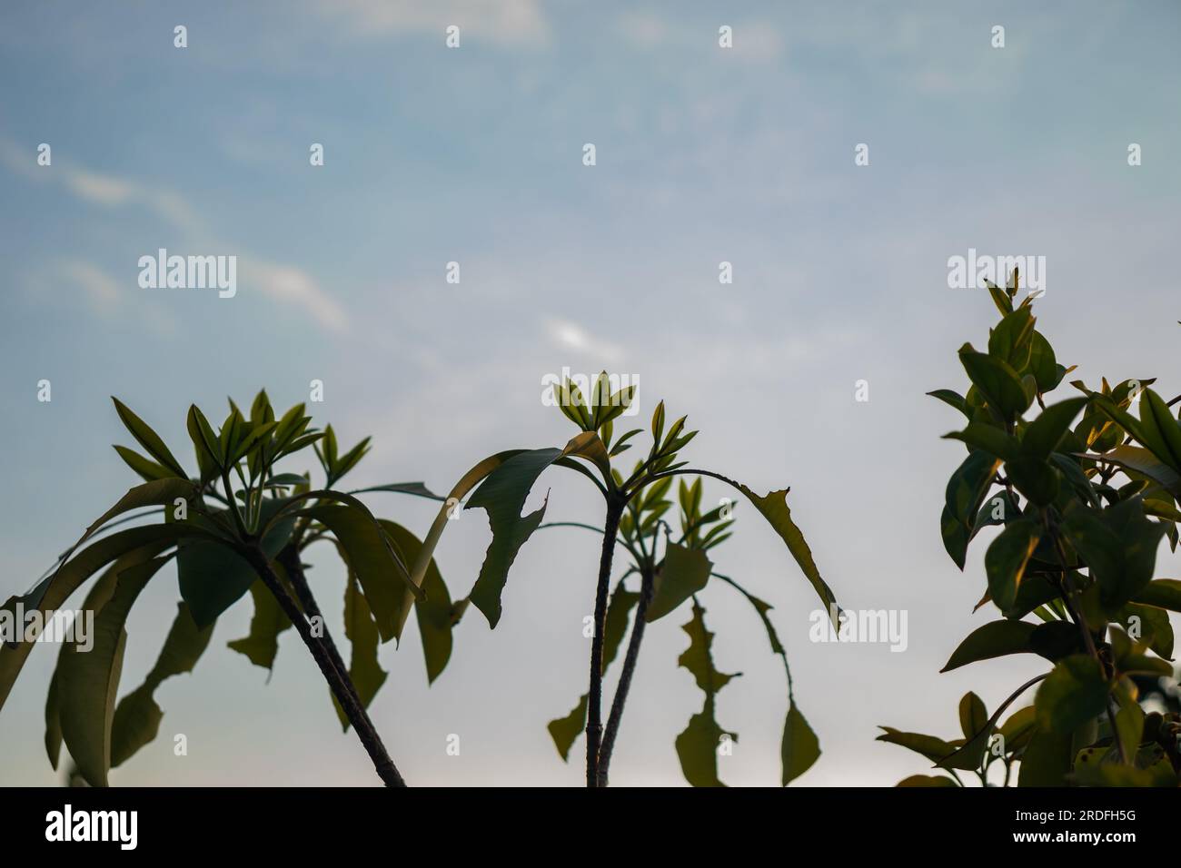 Rami che raggiungono il Sole in un verde albero sotto un cielo nuvoloso Foto Stock