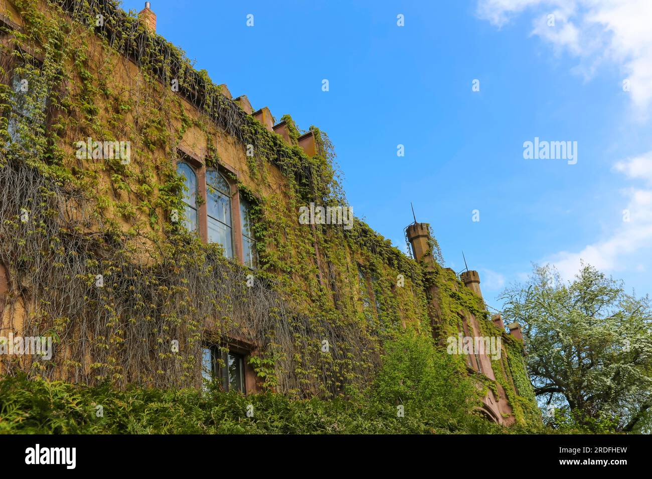 Castello di Dotternhausen, castello di cotta, castello di Dotternhausen, edificio storico, sede aristocratica, architettura, dettagli, facciata sovradimensionata, verde Foto Stock