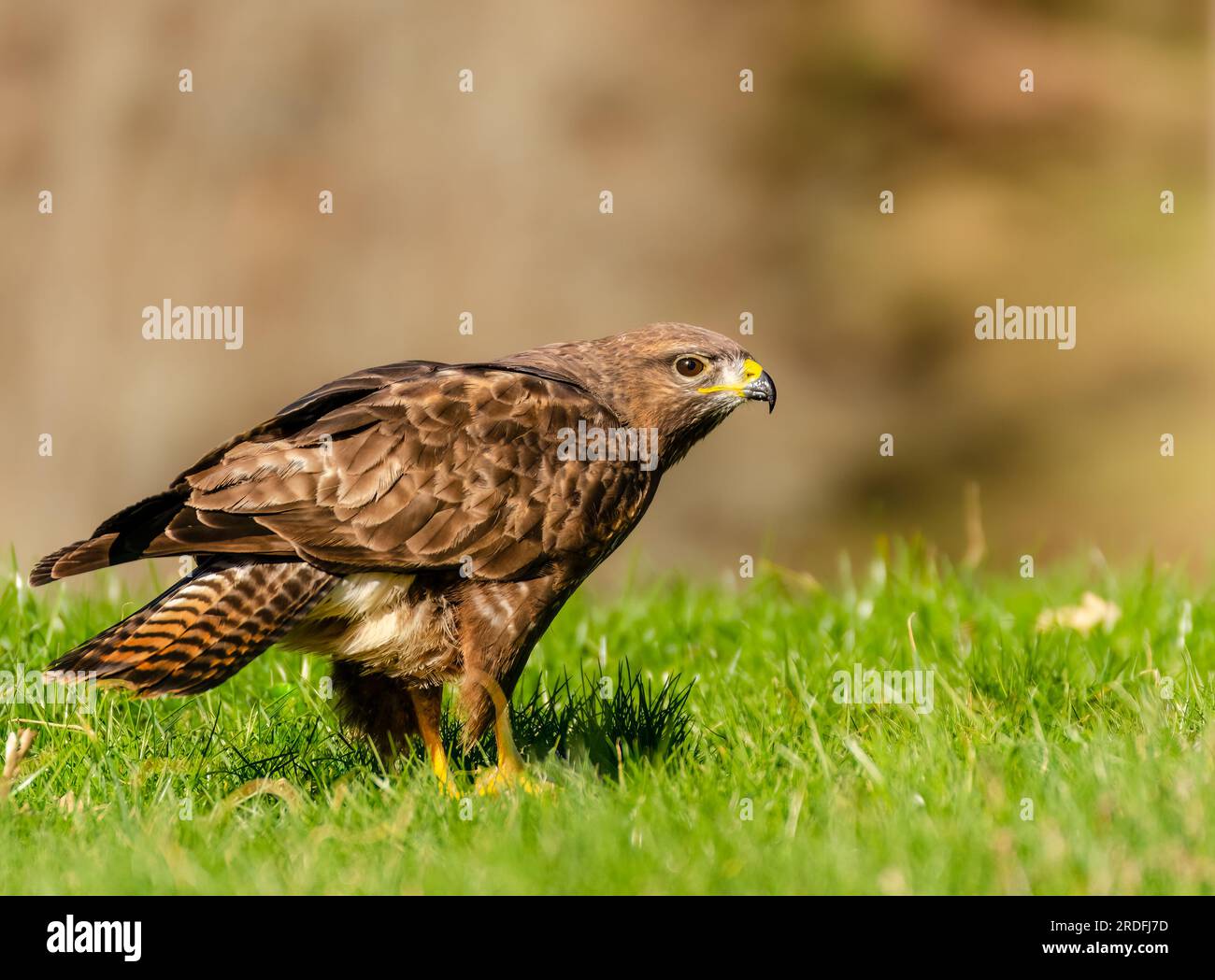 FOTOGRAFIA DI UNA BUZZARD PRESA DA UN NASCONDIGLIO DEL MONTE RIAÑO, IN PARTICOLARE NEL VILLAGGIO DI CRÉMENES (LEÓN), SCATTATA NELL'APRILE 2023 Foto Stock