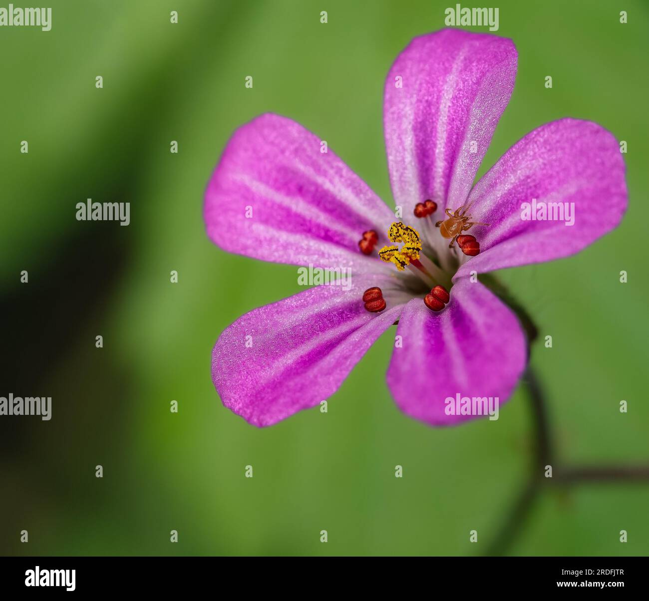 Fotografia di fiori con tecniche di approssimazione a la Arboleda (Bizkaia, Spagna), scattata nel maggio 2023. Foto Stock