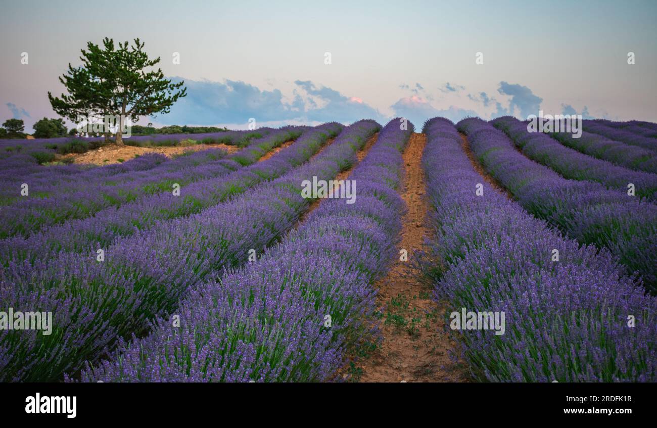 FOTOGRAFIA DELLA FIORITURA DEI CAMPI DI LAVANDA A BRIHUEGA (GUADALAJARA), NEL LUGLIO 2023 Foto Stock