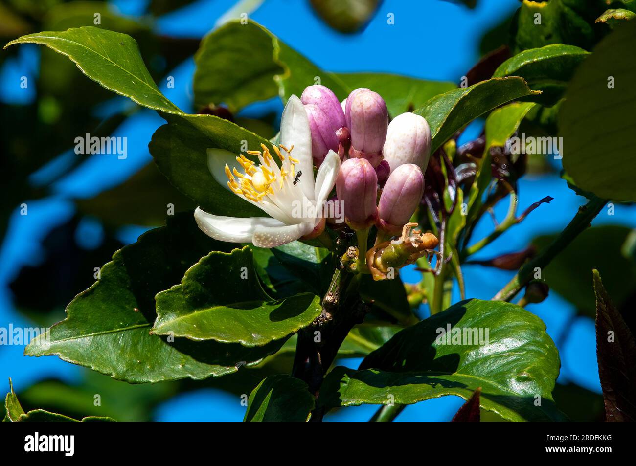Sydney Australia, fiore bianco di agrumi X limon Tree Foto Stock