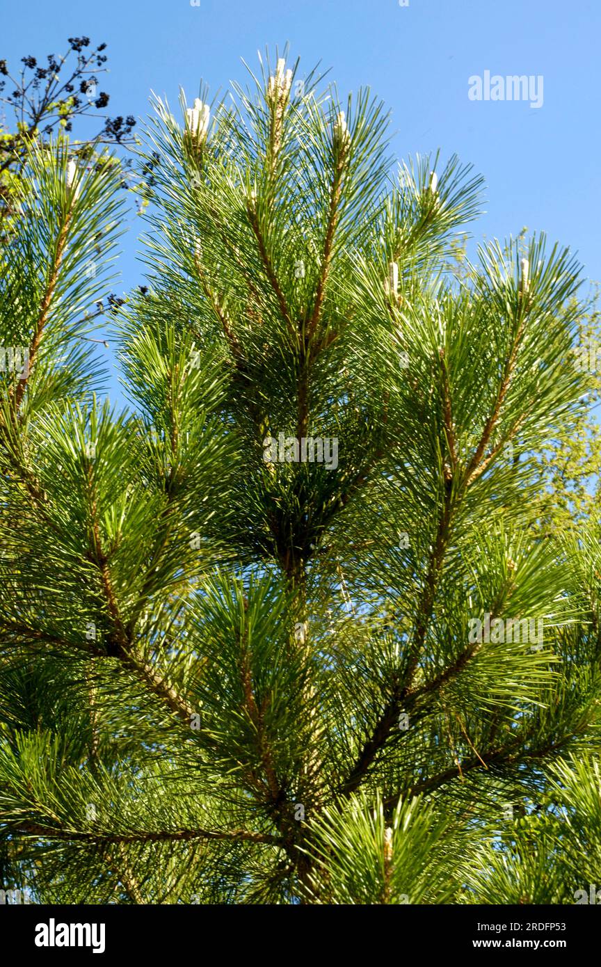 Pino nero giapponese (Pinus thunbergiana) Foto Stock