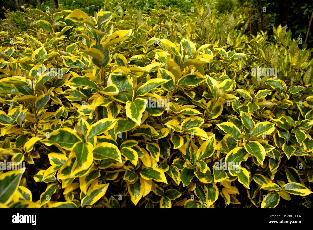 Salice d'olio "Gilt Edge" (Elaeagnus ebbingei), salice d'olio Foto Stock