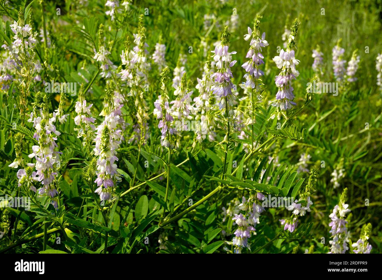 Caprino rue (Galega officinalis) Foto Stock