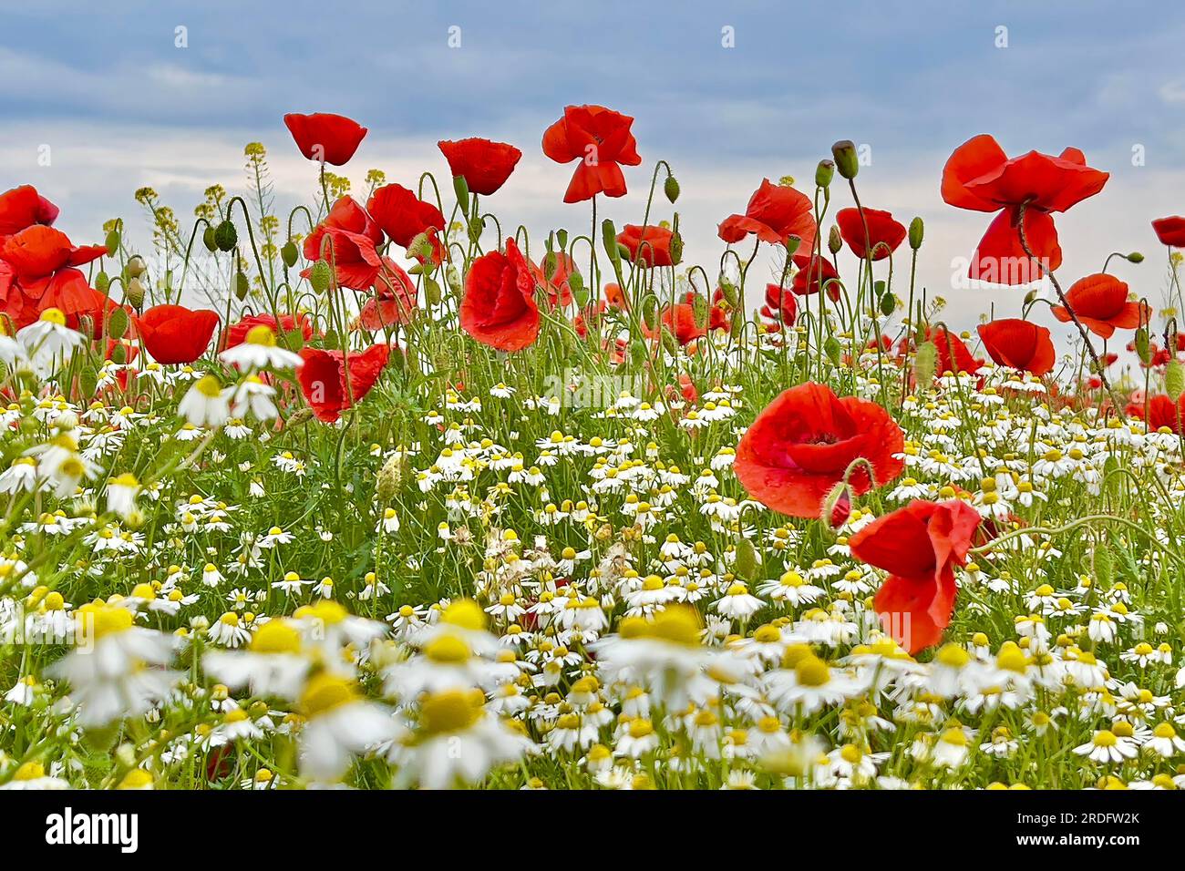 Papavero (Papaver) camomilla selvatica (Matricaria chamomilla) striscia di fioritura, alba, prato estivo, papavero, pascolo di api, retroilluminazione, luce tenue Foto Stock