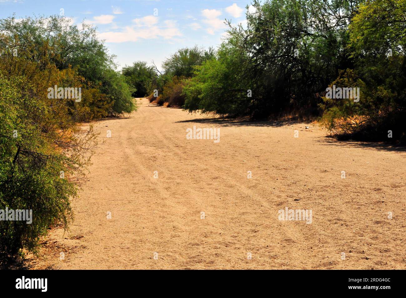 Letto a secco Arizona arroyo che fornisce un canale di drenaggio temporaneo per inondazioni flash Foto Stock