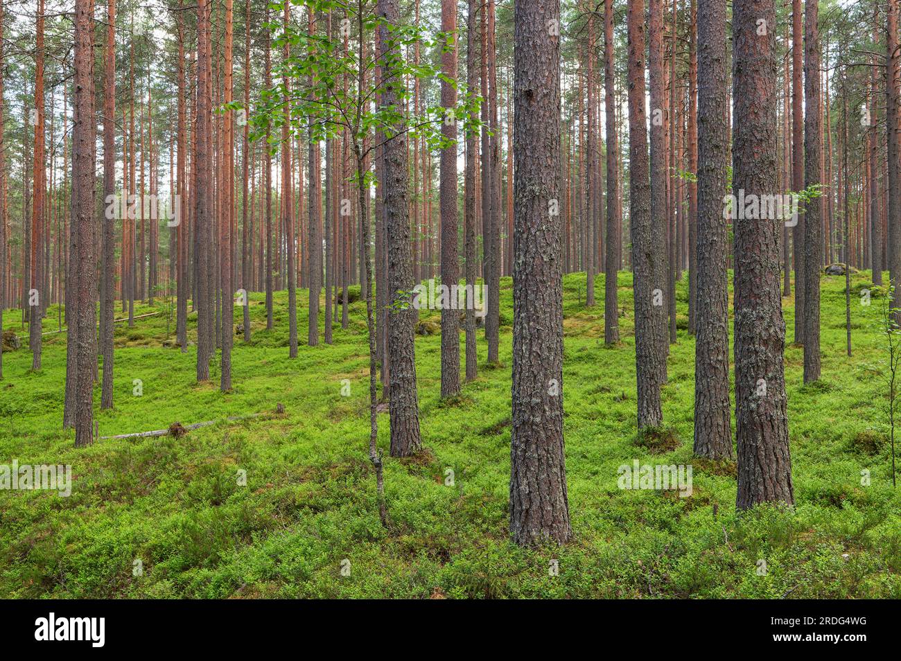 Pini scozzesi. Pavimento in foresta ricoperto di arbusti di mirtillo. Concentrarsi sui tronchi d'albero in primo piano. Foto Stock