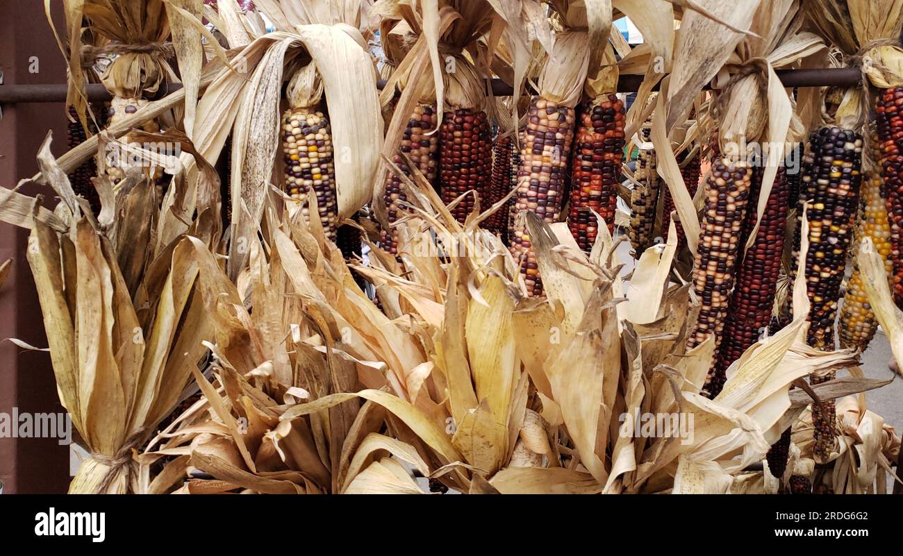 Sono esposte numerose pannocchie ornamentali indiane di mais Foto Stock