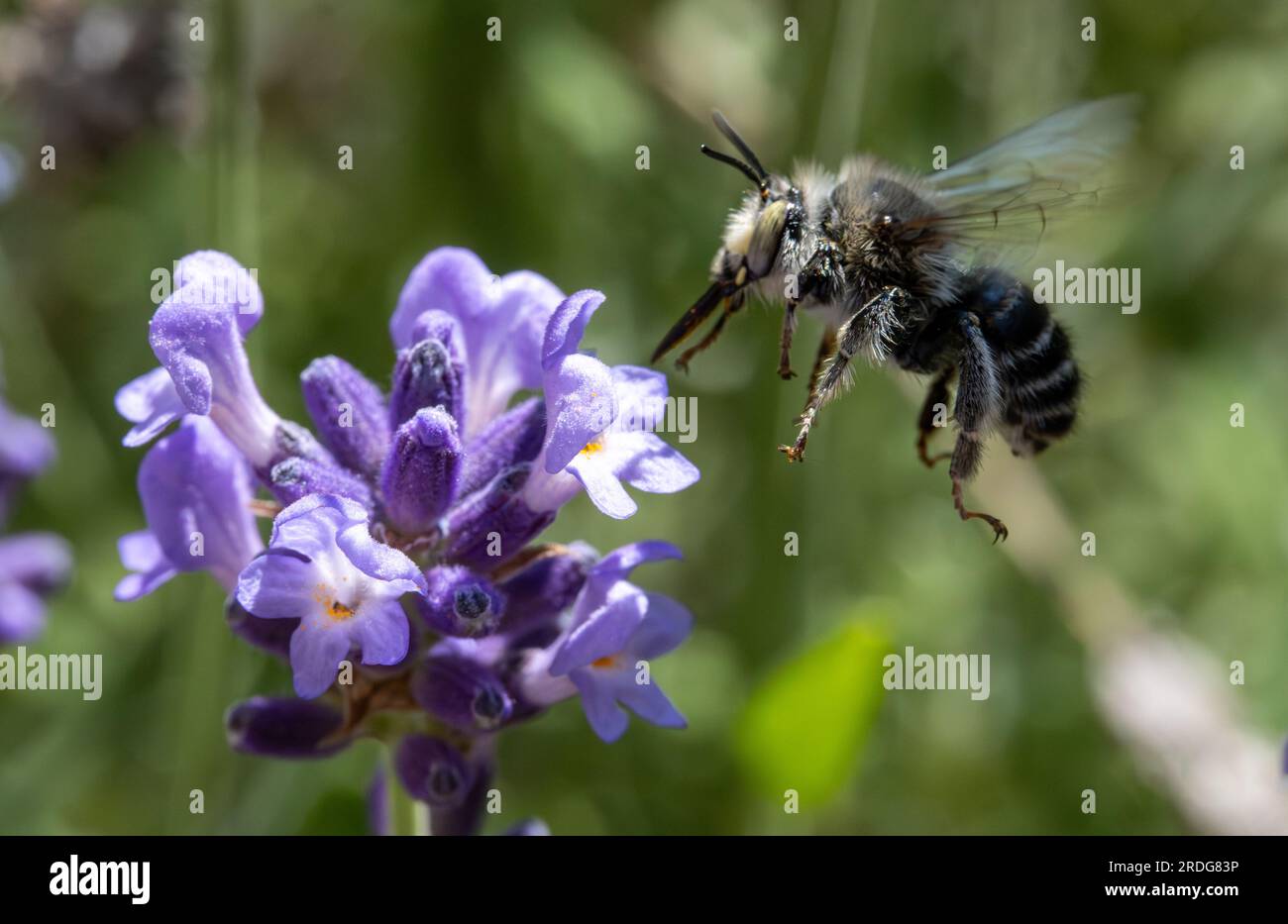 Ape di anterofora (Anthophora aestivalis) che vola a un fiore di lavanda, Cechia Foto Stock