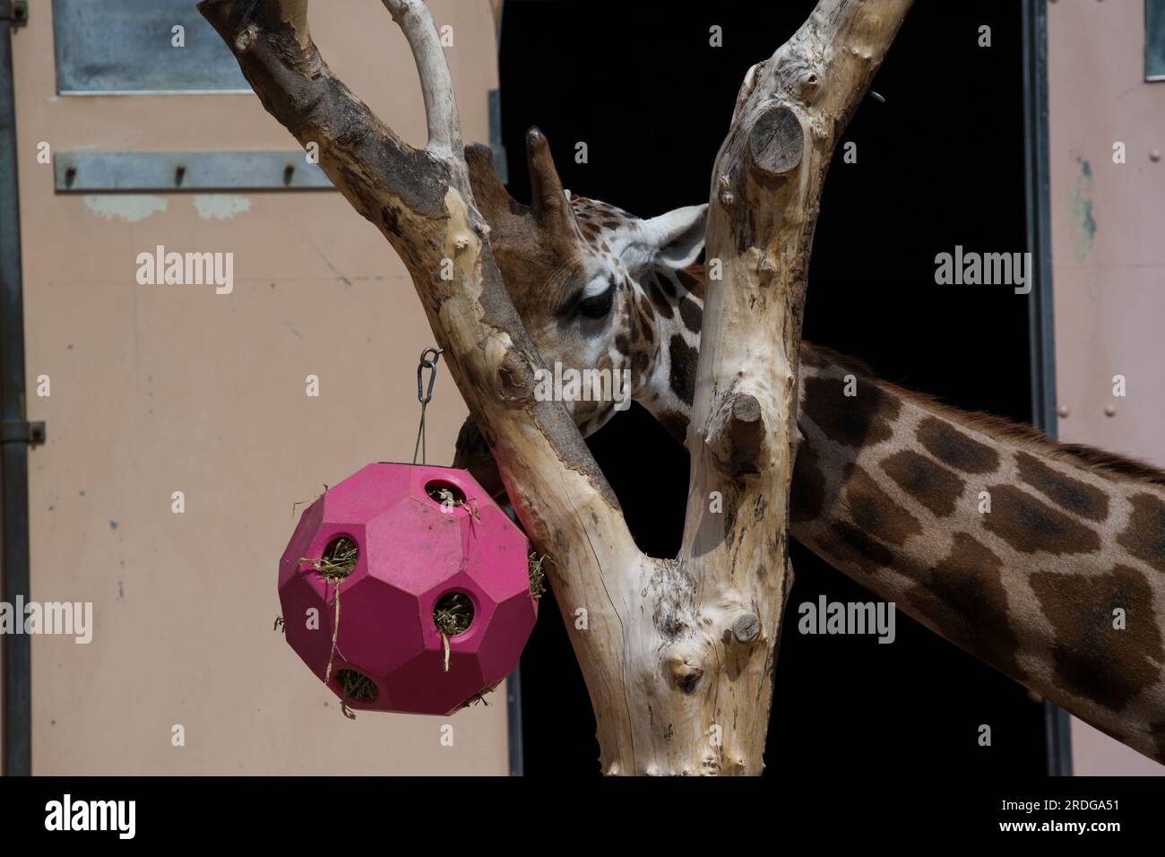 Giraffa settentrionale Foto Stock