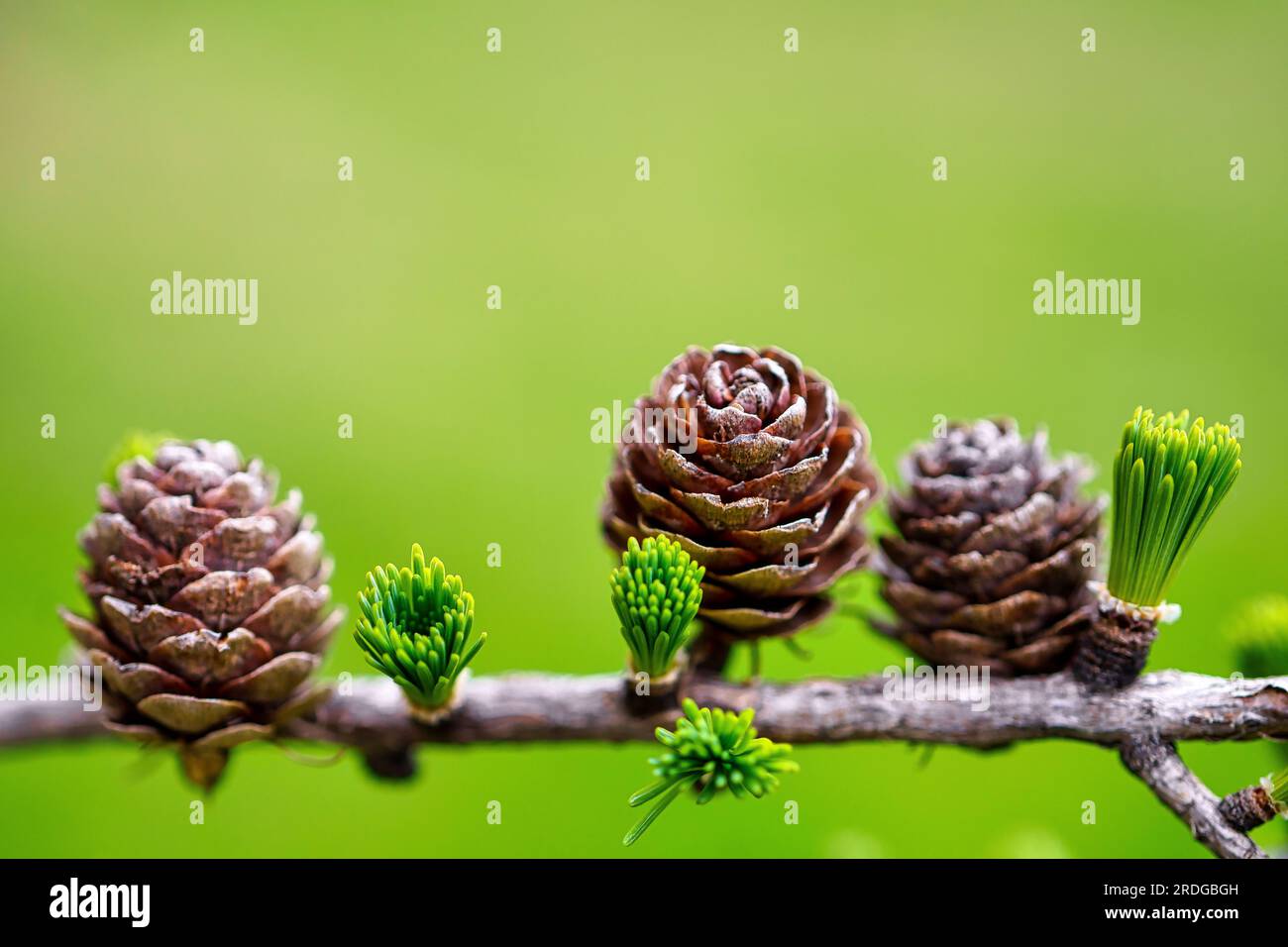 Pineconi e nuove foglie in un albero durante la stagione primaverile Foto Stock