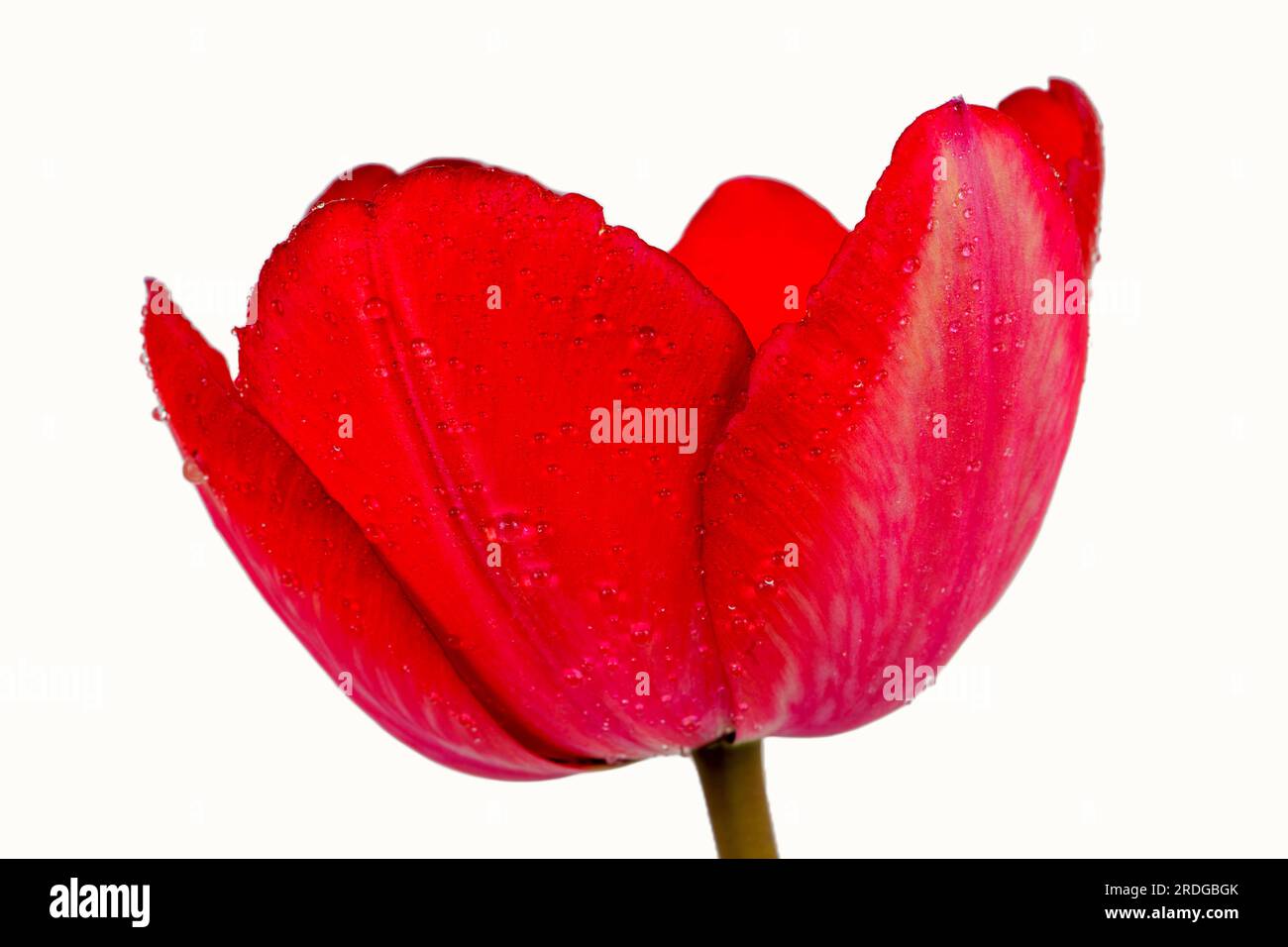 Fiore di tulipano rosso isolato girato in studio Foto Stock