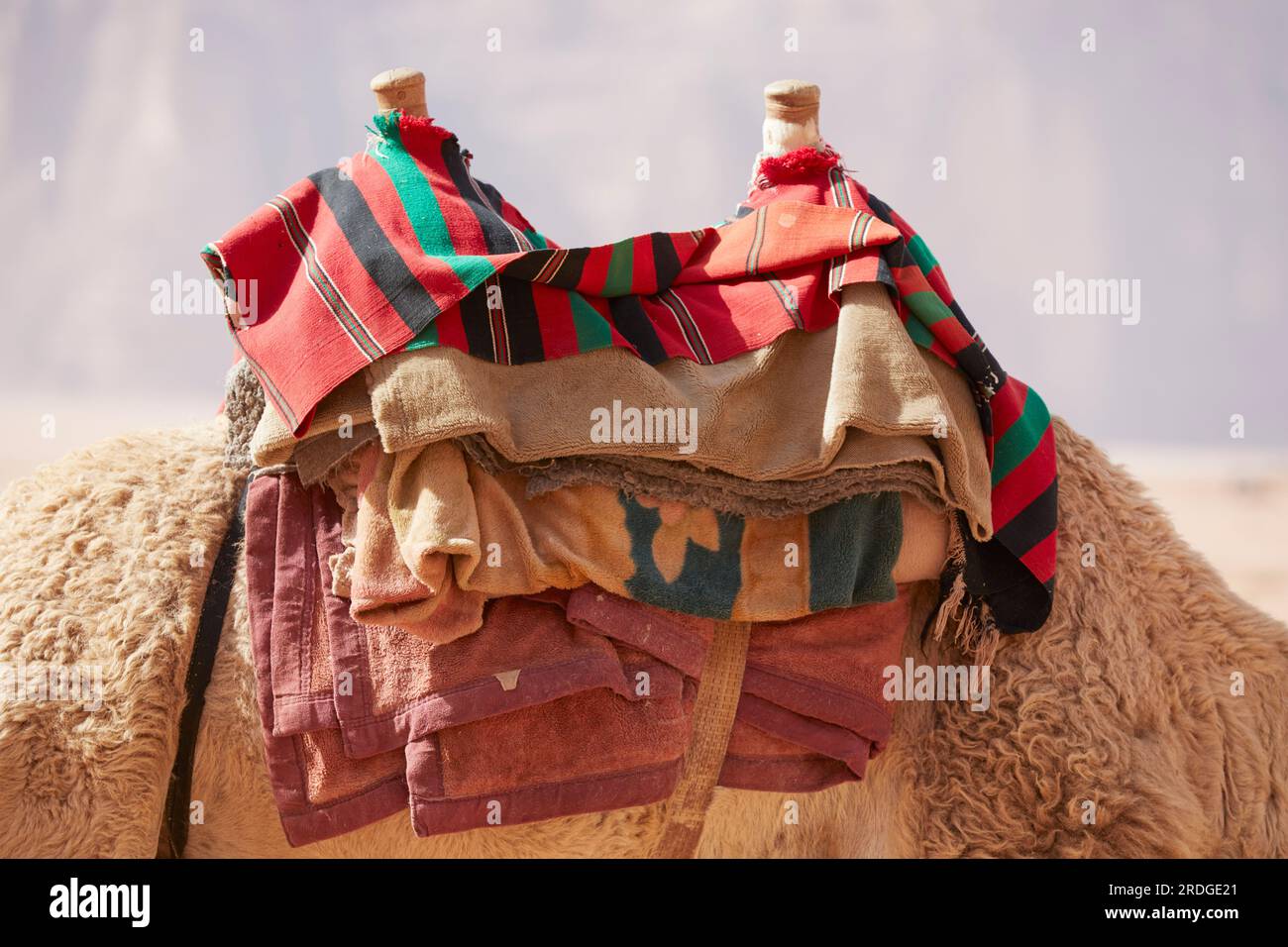 Dettaglio della sella di cammelli, Wadi Rum, Aquaba, Giordania Foto Stock