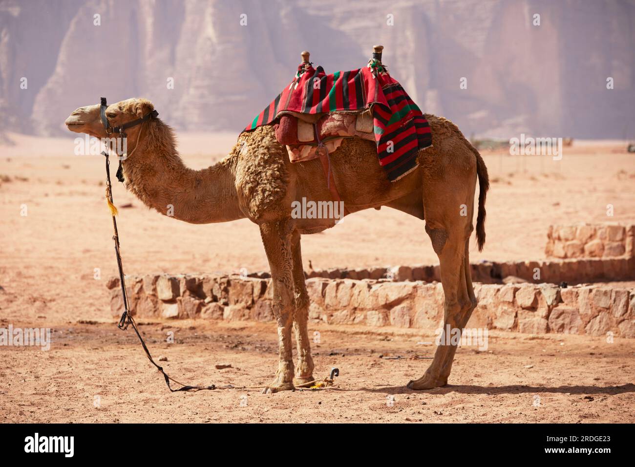 Cammello sellato in piedi, montagna sullo sfondo, Wadi Rum, Aquaba, Giordania Foto Stock