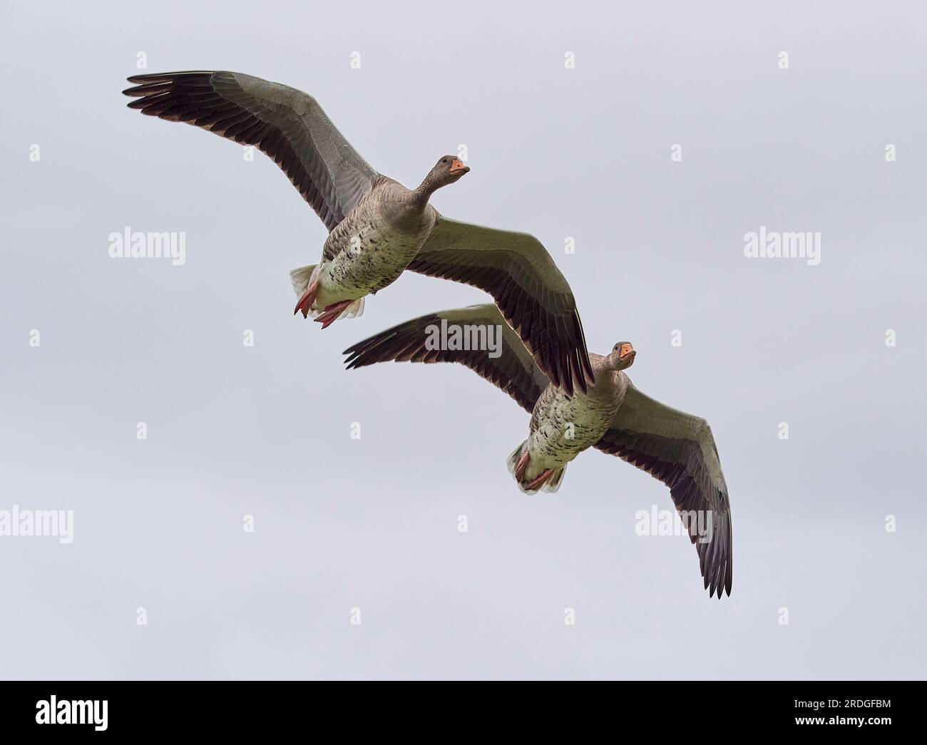 Anser anser di oche Greylag che vola a Slimbridge Wildfowl e Wetlands Trust WWT Foto Stock