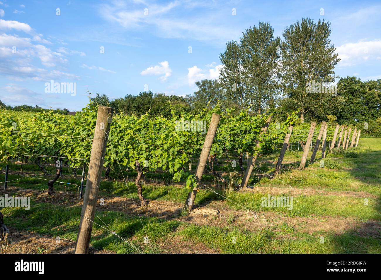UK Vineyard Kent Foto Stock