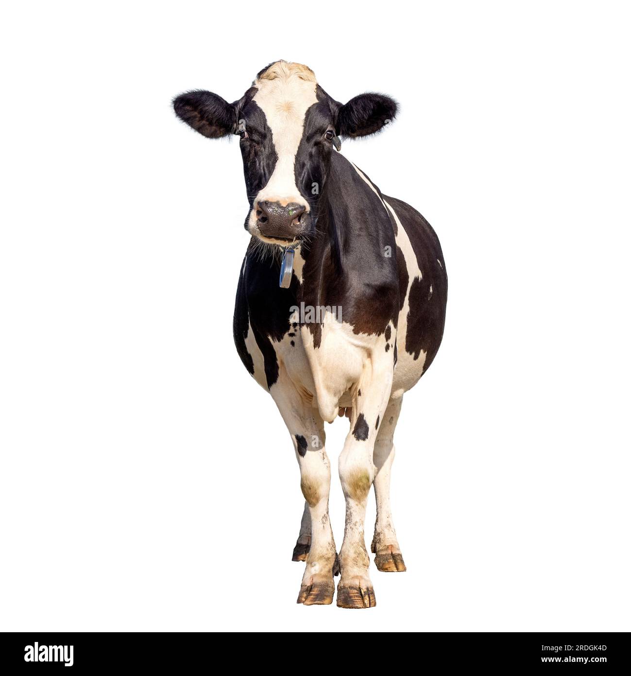 Mucca isolata su sfondo bianco, verticale in bianco e nero, a tutta lunghezza, vista frontale e spazio copia Foto Stock