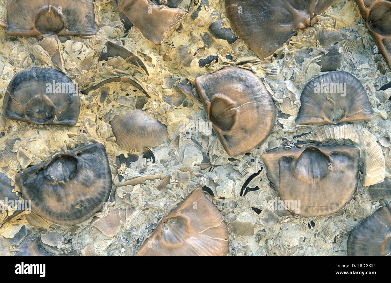 Braciopodi fossili Strofonema sp. E Rafinesquina sp. Dal periodo ordoviciano. Foto Stock