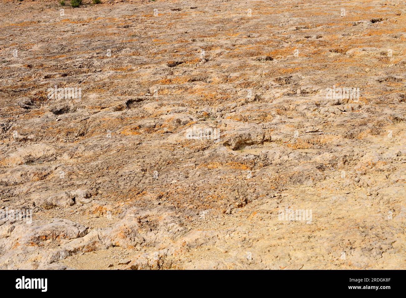Ichnofossils o tracce fossili di sauropodi impronte di dinosauri. Questa foto è stata scattata a la Maestra, Camarasa, Lleida, Catalogna, Spagna. Foto Stock