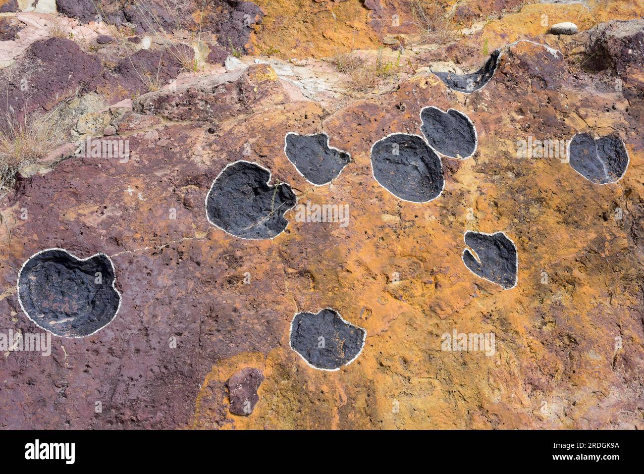 Ichnofossili o tracce di fossili di dinosauri sauropodi impronte. Questa foto è stata scattata ad Aren, Huesca, Aragona, Spagna. Foto Stock