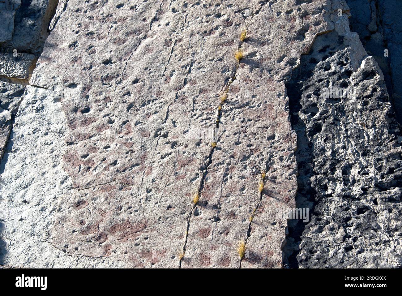 Ichnofossili o tracce di fossili di dinosauri sauropodi impronte. Questa foto è stata scattata a Fumanya Nord, Figols, Barcellona, Catalogna, Spagna. Foto Stock
