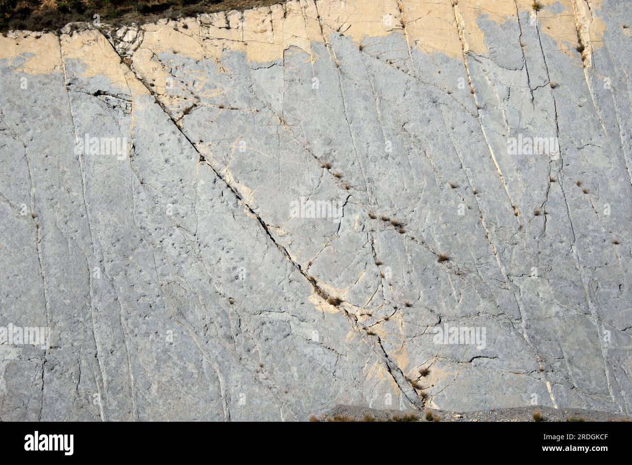 Ichnofossils o tracce fossili di sauropodi impronte di dinosauri (Titanosaurus). Questa foto è stata scattata a Fumanya Sud, Figols, Barcellona, Catalogna, Spa Foto Stock