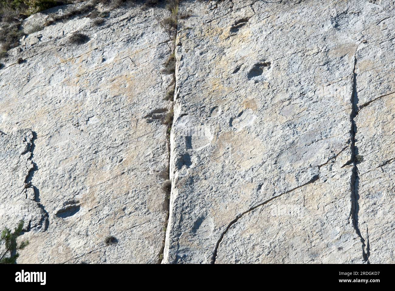 Ichnofossils o tracce fossili di sauropodi impronte di dinosauri (Titanosaurus). Questa foto è stata scattata a Mina Esquirol, Figols, Barcellona, Catalogna, S. Foto Stock