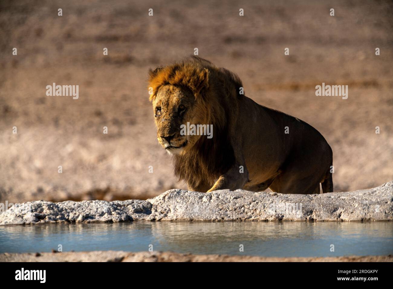 Leoni che bevono alla sorgente di Nebrowni, al Parco Nazionale di Etosha, Namibia Foto Stock