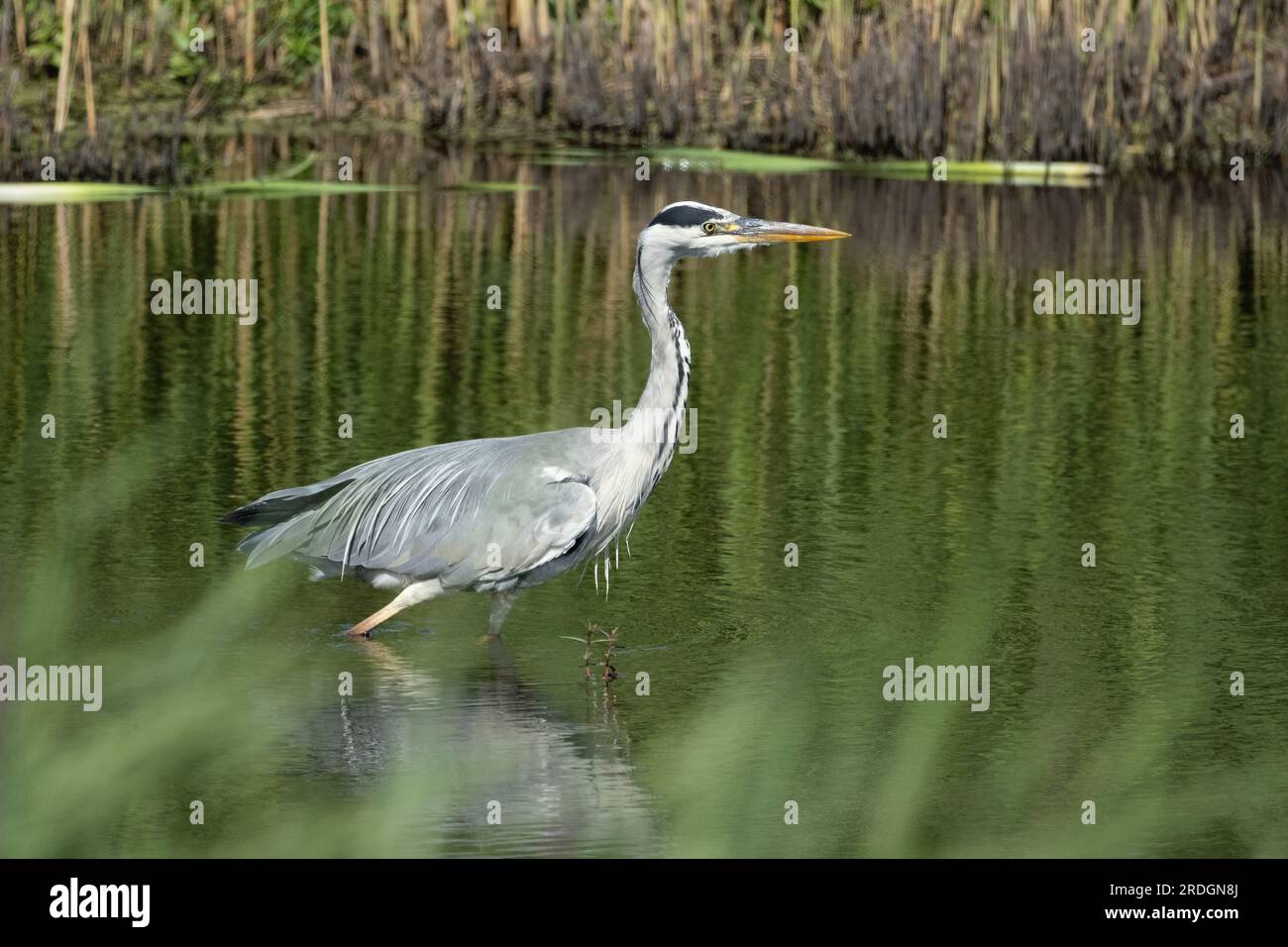 L'airone grigio (Ardea cinerea) si gusta e cerca cibo nelle zone umide. Foto Stock