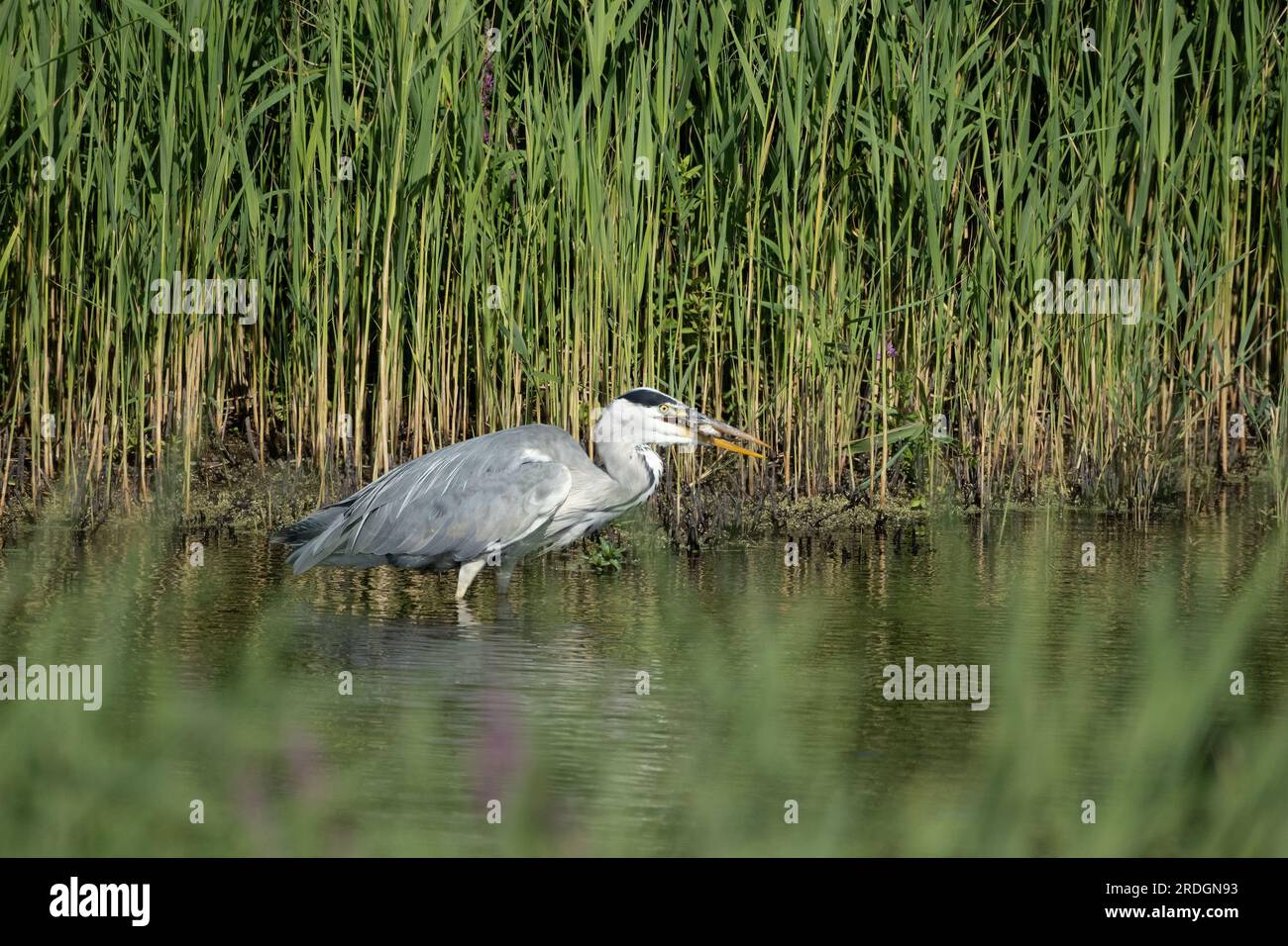 Aironi grigi (Ardea cinerea) che si nutrono nelle zone umide. Ha un piccolo pesce in becco. Foto Stock