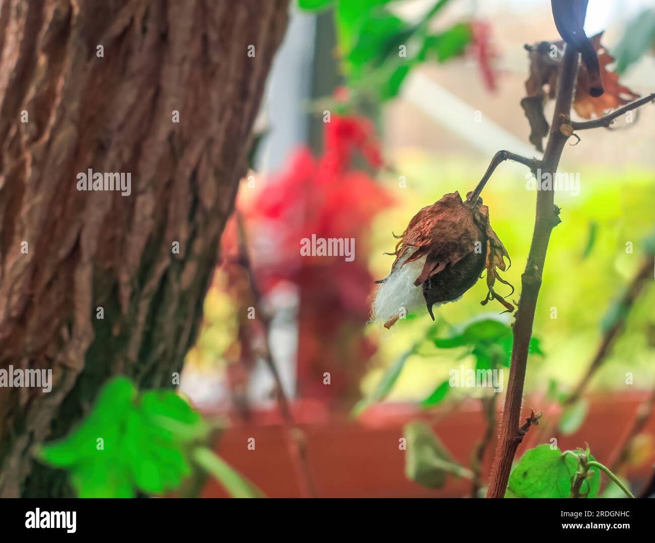 Il cotone degli alberi cresce in primo piano nel giardino botanico. Gossypium arboreum pianta essiccata che cresce da vicino Foto Stock