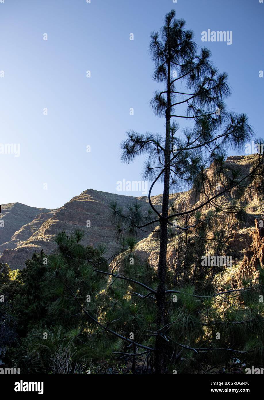 Impresionante barranco de Guayadeque, joya de la naturaleza, Gran Canaria, España Foto Stock