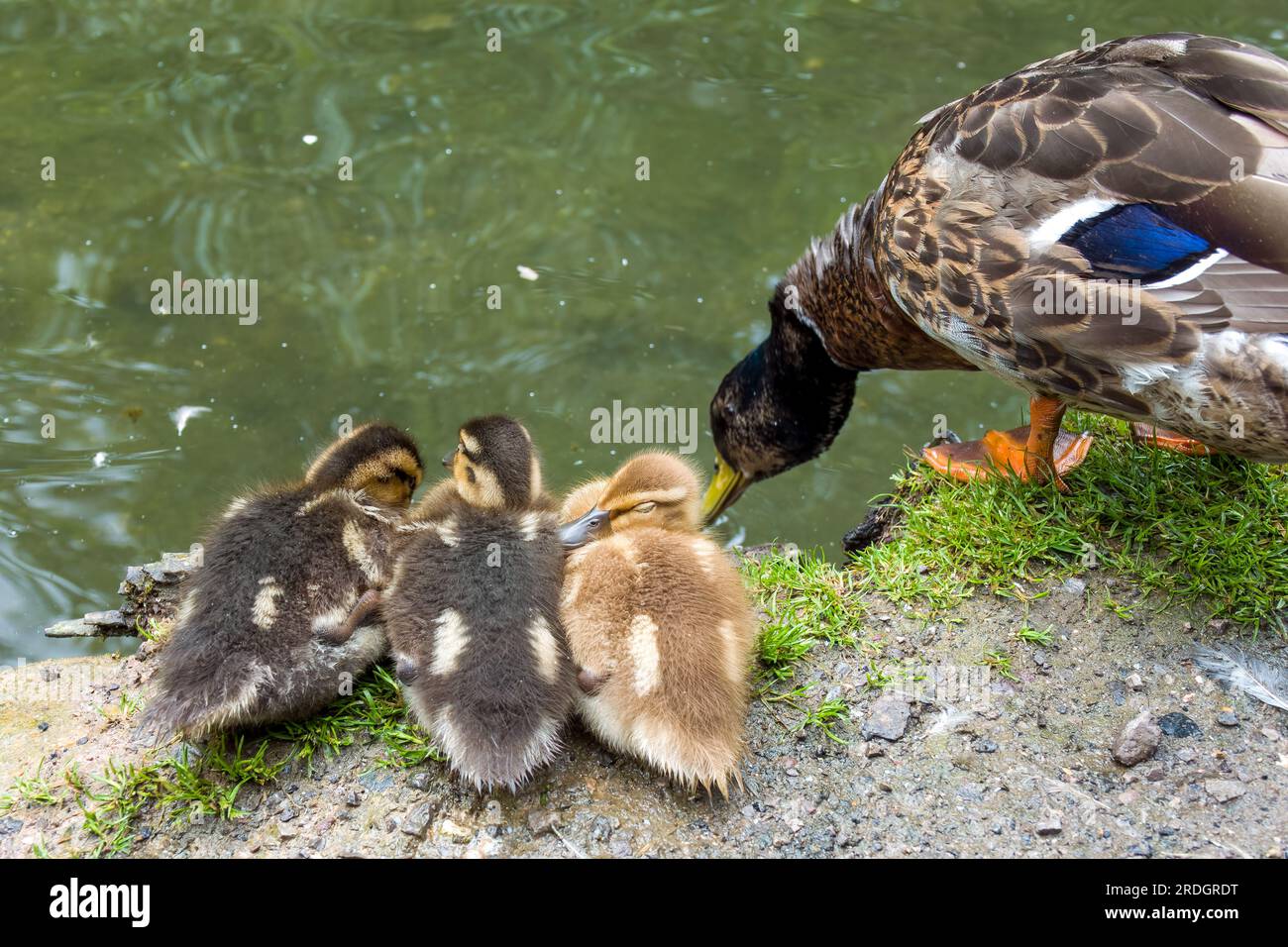 anatra mallard con tre graziose anatre sulla riva di un fiume Foto Stock